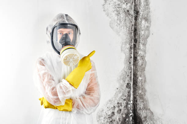 Mold Documentation for Insurance Claims in High Springs, FL